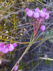 Erica obliqua