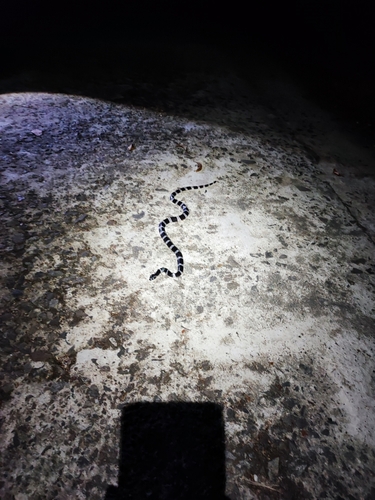 Red River Krait