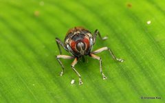 Hoplocopturus