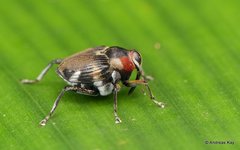 Hoplocopturus
