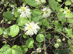 Fothergilla
