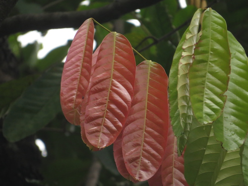 Carapa guianensis - Leaves