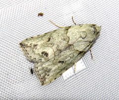 Calathusa basicunea