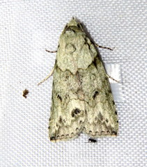 Calathusa basicunea