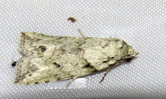 Calathusa basicunea