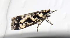 Eudonia aphrodes