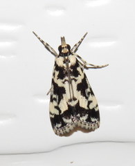 Eudonia aphrodes