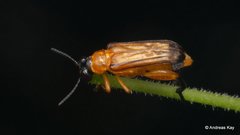 Megalopodidae