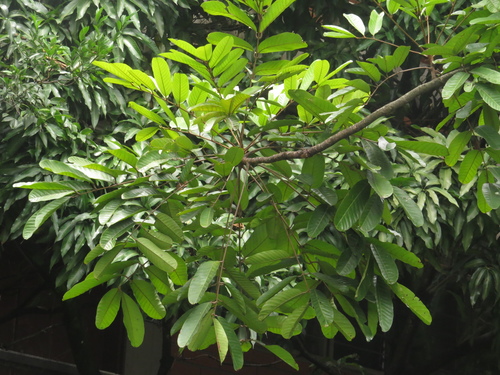 Carapa guianensis - Whole tree