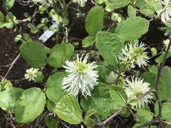 Fothergilla