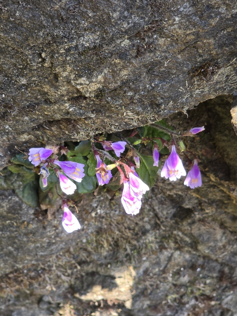 Mazus dentatus (Mazus dentatus)