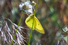 Colias harfordii