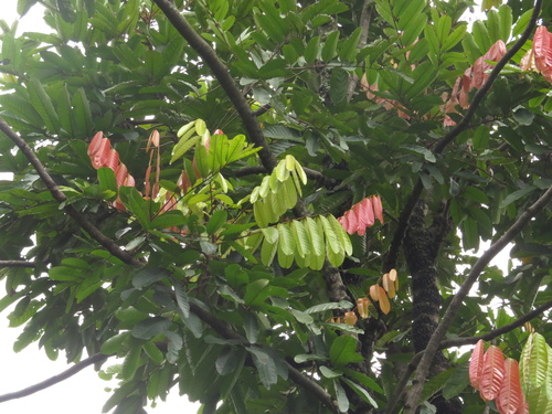 Carapa guianensis - Whole tree