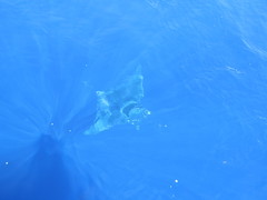 Mobula mobular