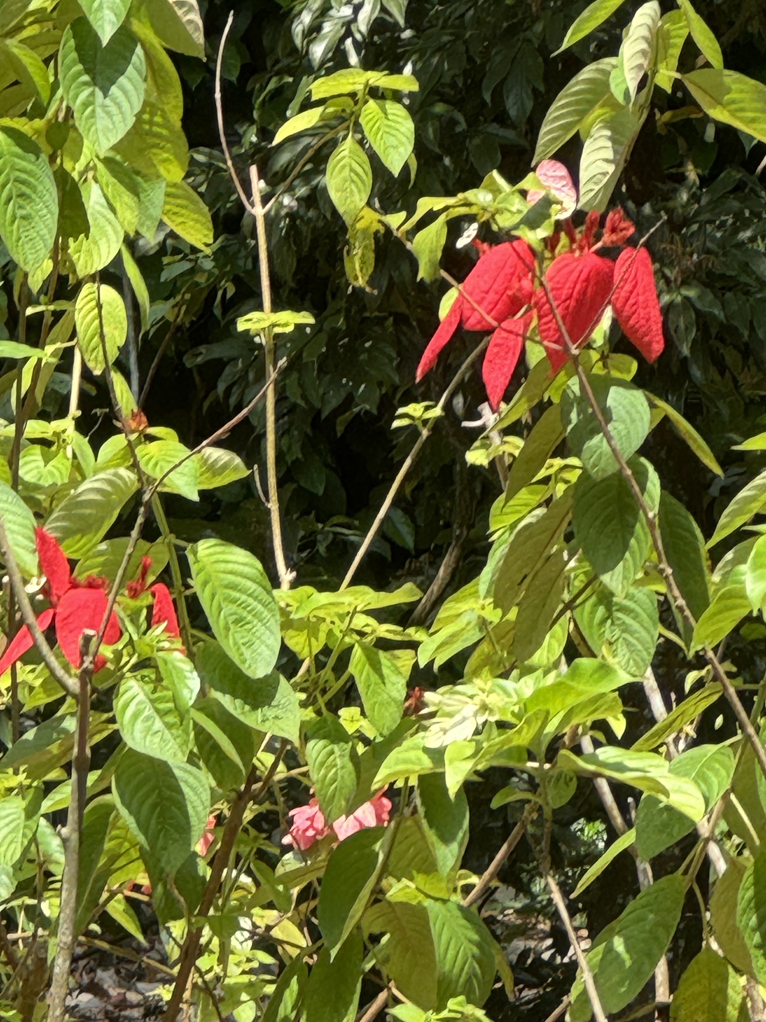 Imagem de Mussaenda-vermelha