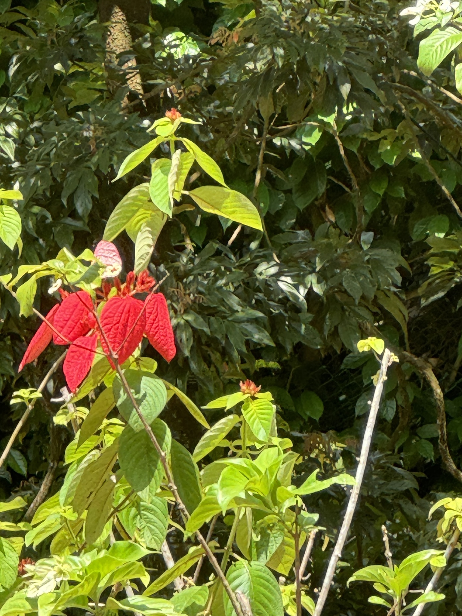 Imagem de Mussaenda-vermelha