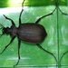 Calosoma grandidieri - Photo (c) CORDENOS Thierry, some rights reserved (CC BY-NC), uploaded by CORDENOS Thierry