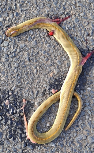 Aurora House Snake, Lamprophis aurora