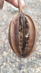Aristolochia maxima