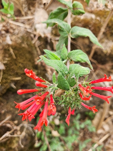 Bouvardia leiantha iNat (2)