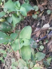 Tradescantia brevifolia