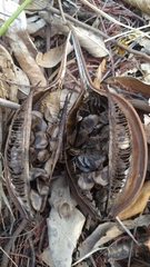 Aristolochia maxima
