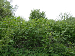 Reynoutria × bohemica