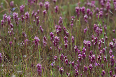 Castilleja densiflora