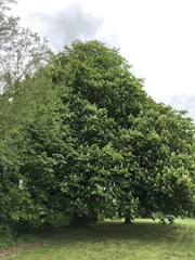 Aesculus hippocastanum