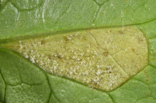 Representative image of Bremia lactucae