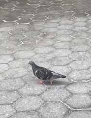 Columba livia
