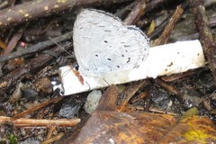 Celastrina lavendularis himilcon