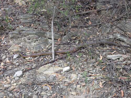 Tiger Snake sighting