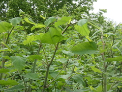 Reynoutria × bohemica