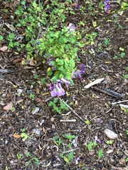 Plectranthus saccatus