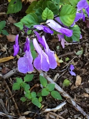 Plectranthus saccatus