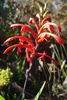 Cobra Lily - Photo (c) Tammy, some rights reserved (CC BY-SA), uploaded by Tammy