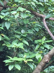 Ficus variegata garciae