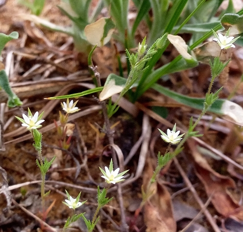 Image of Sabulina viscosa by no rights reserved