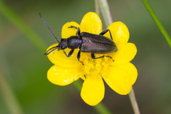 Brachysomida californica
