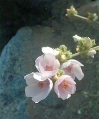 Malacothamnus densiflorus