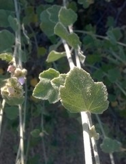 Malacothamnus densiflorus
