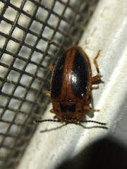 Epipocus cinctus