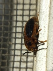 Epipocus cinctus