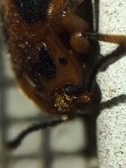 Epipocus cinctus