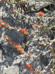 Castilleja foliolosa