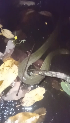 Wied's Keelback