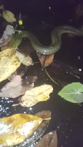 Wied's Keelback