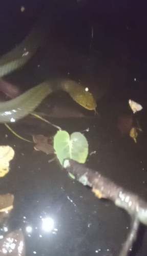 Wied's Keelback