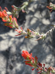 Castilleja foliolosa